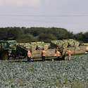 Even Unemployed Americans Won’t Take Work as Farmhands