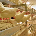 Cage-Free Eggs: Catching On