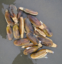 Razor Clams