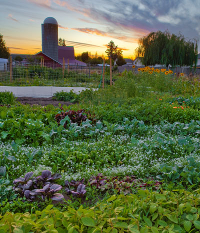 Urban Sharecropping – Plusses and Minuses
