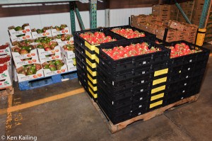 Organic tomatoes