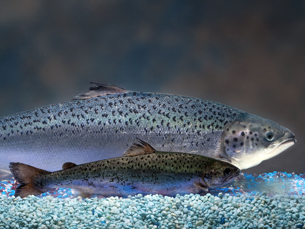 AquaBounty GE Salmon (in the back)