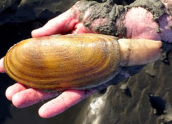 Clamming Up in Washington