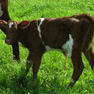 Give Milk! MOOMilk and Wayside Food Programs Partnering to Donate Organic Milk