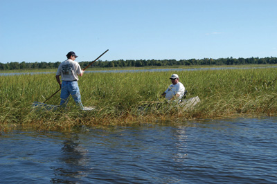 Harvesting Wild Rice