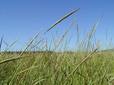 Wild Rice Ready to Harvest