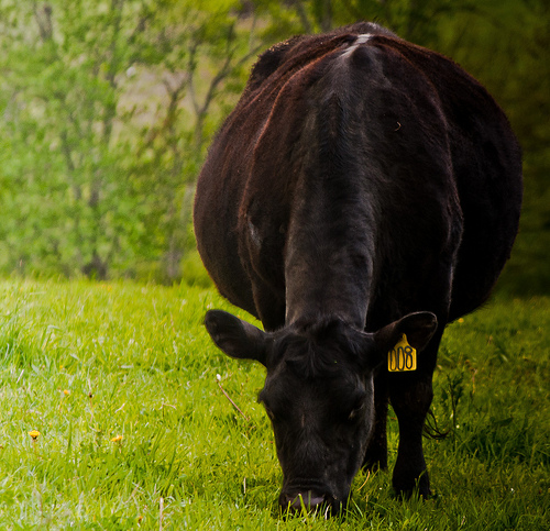 USDA: Keep Black And White Cows Separate