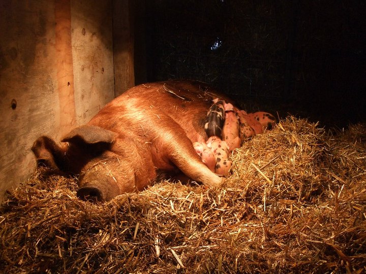 Updated: Hello, Smithfield, This is What a Happy Pig and Piglets Look Like