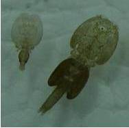 Sea Lice