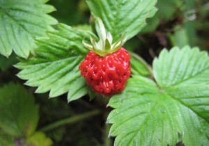 Red-berried American Fragaria vesca