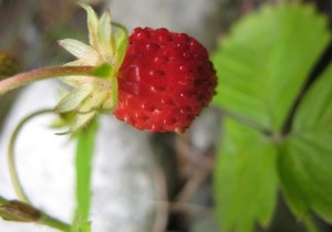 Red-berried European Fragaria vesca