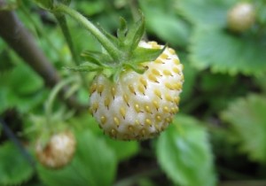 White-berried European Fragaria vesca (Photo: Arthur Lee Jacobson)