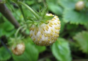 White-berried European Fragaria vesca