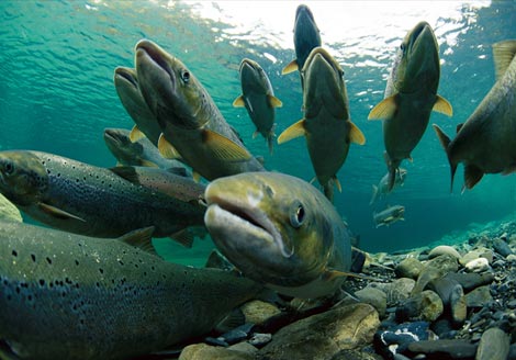Cautious Optimism for California 2010 Chinook Salmon Fall Run
