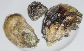 Pacific Coast Oysters, Louisiana Oysters, and Food Safety