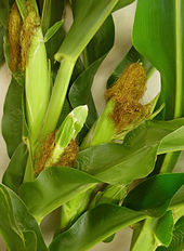 Corn