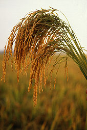 Long Grain Rice