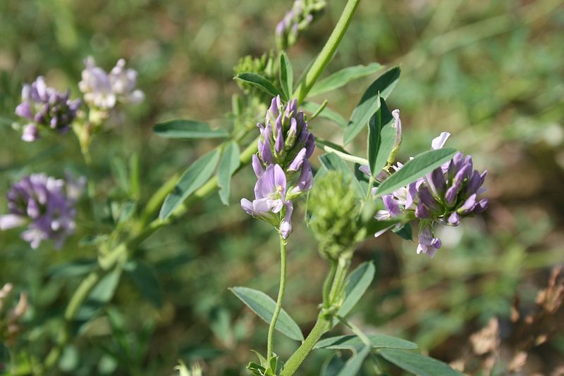 USDA Deregulates Genetically Modified Alfalfa