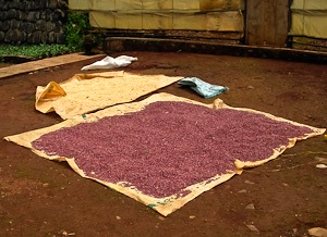 Drying coffee cherries