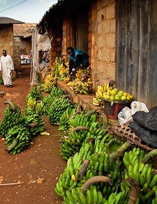 Bananas and other fruits
