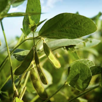 Global Soy Foods Market to Reach $42.3 Billion by 2015