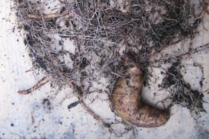 Sweet Potato: Beauregard