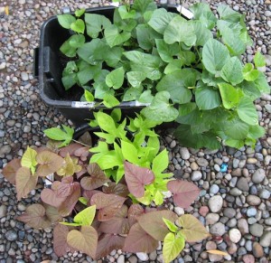 Sweet Potatoes Sept 1 2010 ALJ