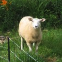 Voices From the Farm: It’s All about Sheep!