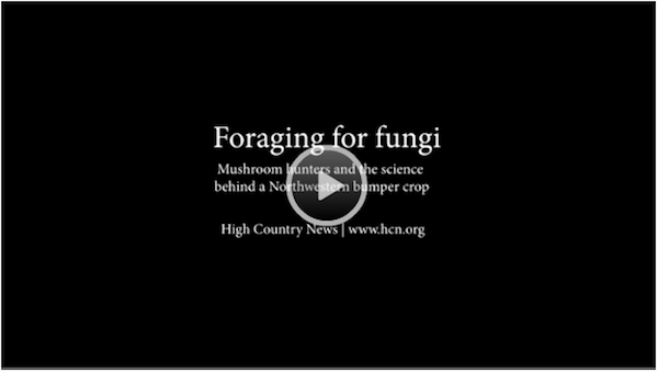 Foraging for Fungi in the Pacific Northwest