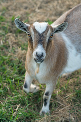 Miniature Goat