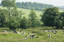 Dutch Cattle