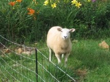 Lea's Sheep