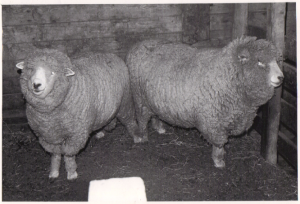 Rams