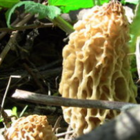 Hunting Morel Mushrooms