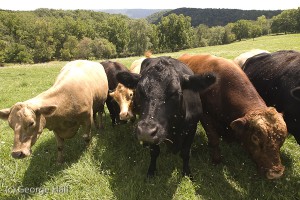 Up close and personal with some fat and friendly beef cattle.