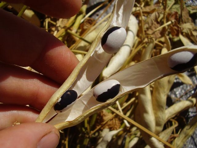 Beans and Grain Expand Local Food