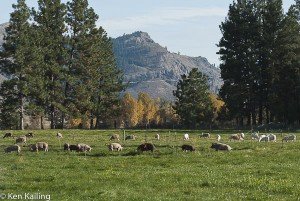 Crown S Ranch
