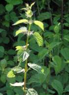 Learn more about Urtica dioica - Stinging Nettles