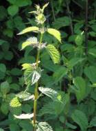 Getting Nettled: Stinging Nettles, Nature’s Bounty