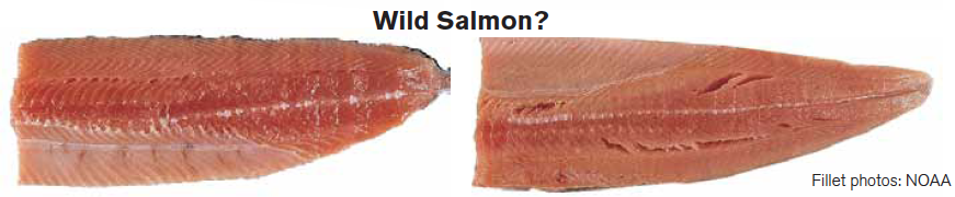 (The farmed salmon is on the left)