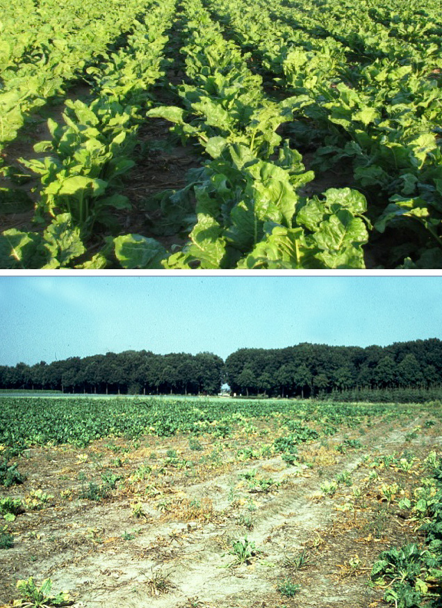 Are we compromising our crops’ immune systems?