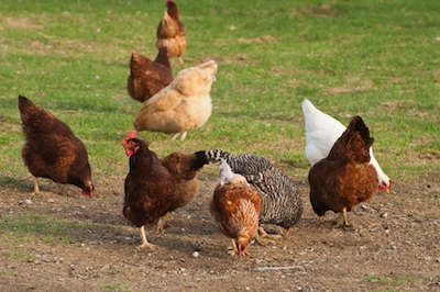 A Dozen Reasons to Have Urban Chickens