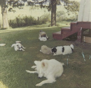 Lea's Dogs