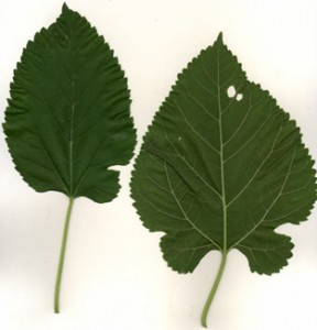 M.alba