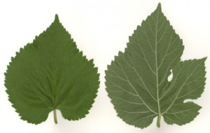 M.nigra7