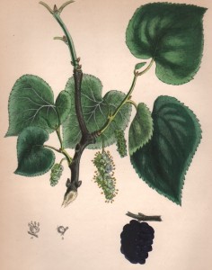 M.nigra8