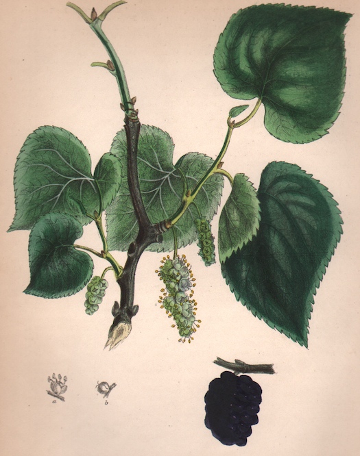 Black Mulberry Tree (Morus nigra)
