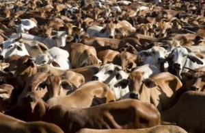 CAFO