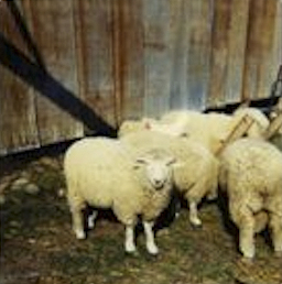 Voices From the Farm: Tracking the Sheep Gone Wild