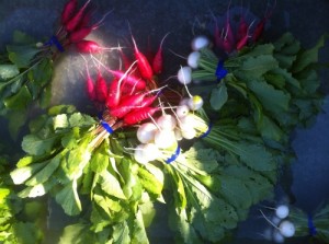 Local Roots Farm Spring Root Vegetables 2011